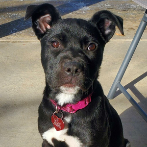 Team Page: Team Miami